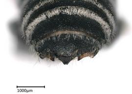   Megachile sabinensis nbsp;male apical terga, photo:nbsp;Colleen Meidt 
